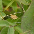 GILLEBERT karl-Carpocoris-purpureipennis-5315