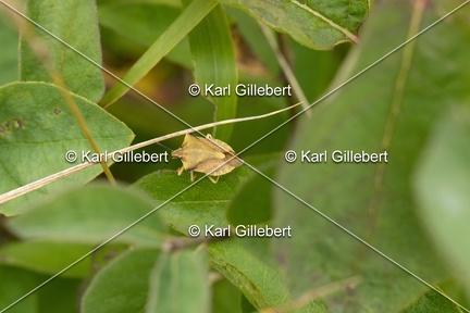 GILLEBERT karl-Carpocoris-purpureipennis-5315