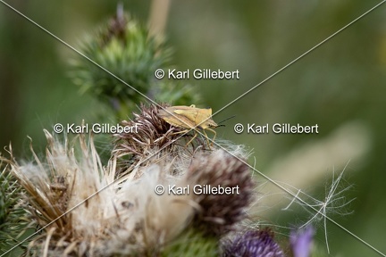 GILLEBERT karl-Carpocoris-purpureipennis-1577