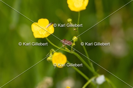 GILLEBERT karl-Eurygaster-testudinaria-6305