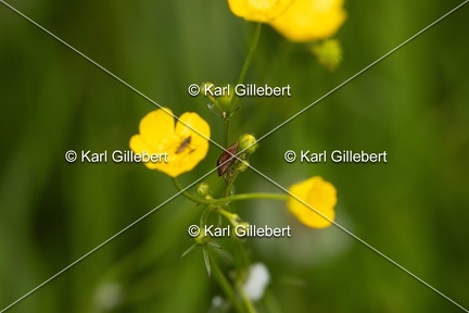 GILLEBERT karl-Eurygaster-testudinaria-6303