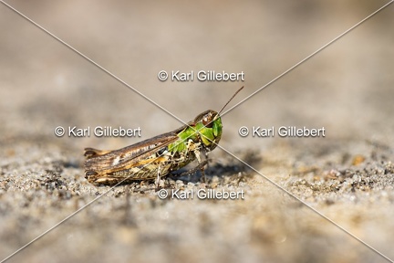 GILLEBERT karl-Criquet-tachete-Myrmeleotettix-maculatus-9048