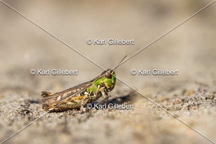 GILLEBERT karl-Criquet-tachete-Myrmeleotettix-maculatus-9054