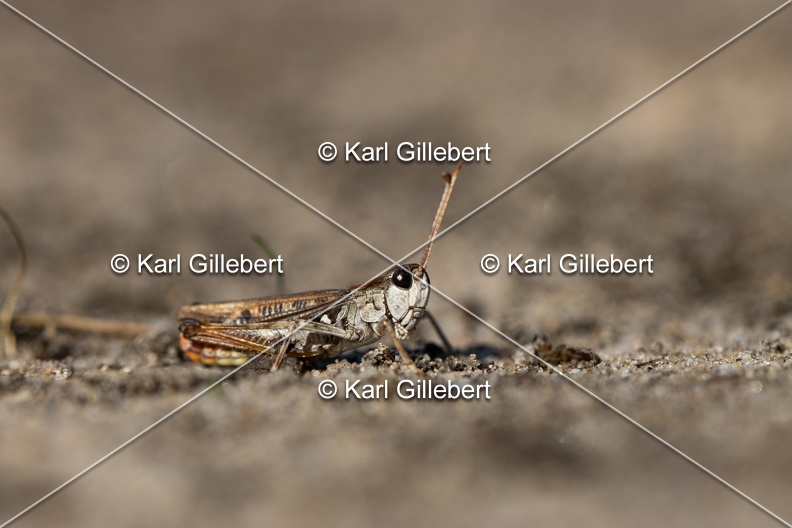 GILLEBERT_karl-Criquet-tachete-Myrmeleotettix-maculatus-9098.jpg