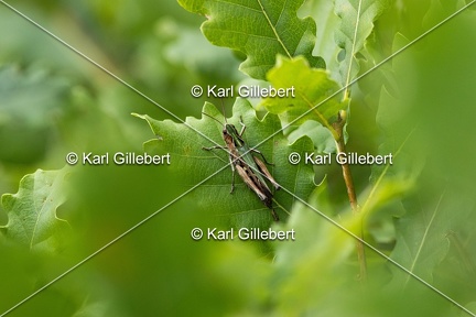 GILLEBERT karl-Criquet-noir-ebene-Omocestus-rufipes-3782