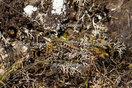 GILLEBERT karl-Criquet-noir-ebene-Omocestus-rufipes-7025