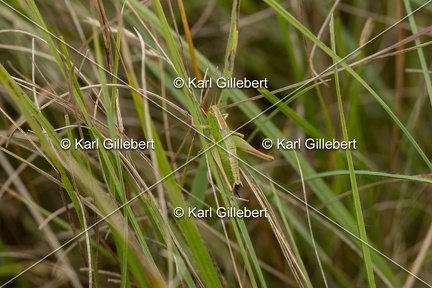 GILLEBERT karl-Decticelle-bicolore-Bicolorana-bicolor-0309