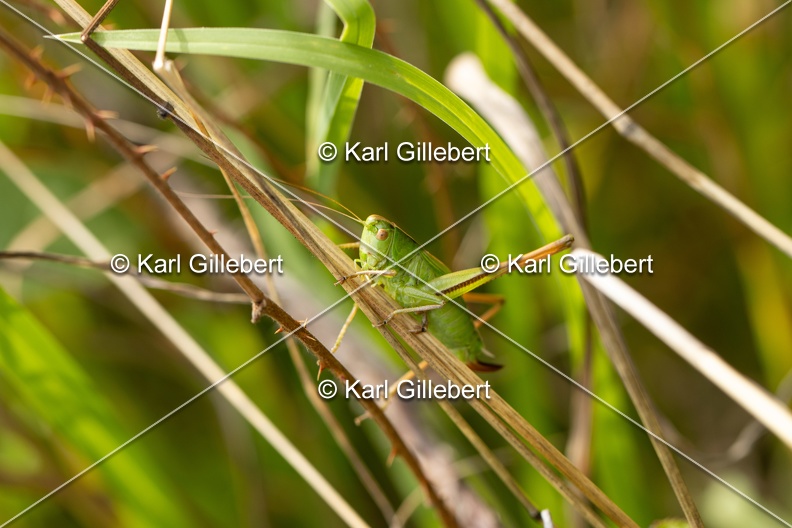 GILLEBERT_karl-Decticelle-bicolore-Bicolorana-bicolor-5775.jpg