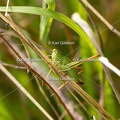 GILLEBERT karl-Decticelle-bicolore-Bicolorana-bicolor-5775