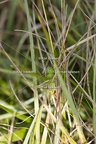 GILLEBERT karl-Decticelle-bicolore-Bicolorana-bicolor-9756