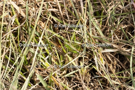 GILLEBERT karl-Decticelle-bicolore-Bicolorana-bicolor-9856