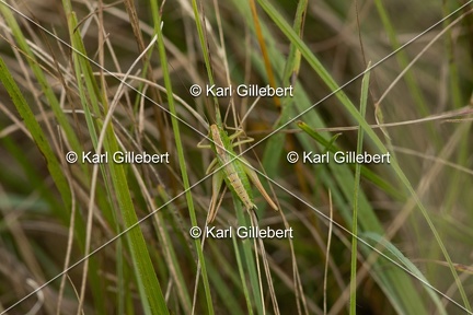 GILLEBERT karl-Decticelle-bicolore-Bicolorana-bicolor-0307