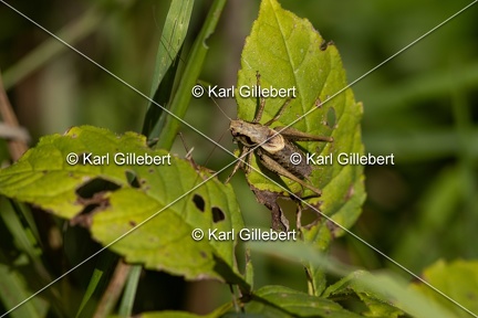 GILLEBERT karl-Decticelle-cendree-Pholidoptera-griseoaptera-6637