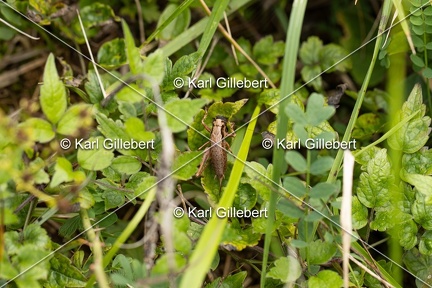 GILLEBERT karl-Decticelle-cendree-Pholidoptera-griseoaptera-9791
