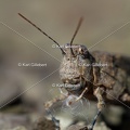 GILLEBERT karl-Œdipode-aigue-marine-Sphingonotus-caerulans -4200