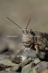 GILLEBERT karl-Œdipode-aigue-marine-Sphingonotus-caerulans -4200