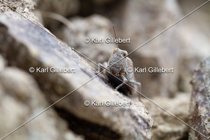 GILLEBERT karl-Œdipode-aigue-marine-Sphingonotus-caerulans -4705