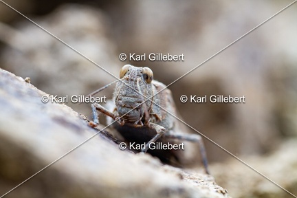 GILLEBERT karl-Œdipode-aigue-marine-Sphingonotus-caerulans -4710