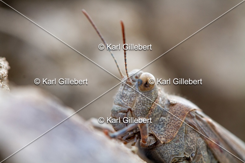 GILLEBERT karl-Œdipode-aigue-marine-Sphingonotus-caerulans -4721