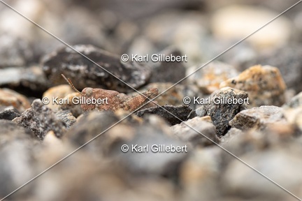 GILLEBERT karl-Œdipode-aigue-marine-Sphingonotus-caerulans -5401