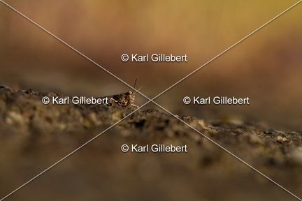 GILLEBERT karl-Oedipode-turquoise-Oedipoda-caerulescens -0118
