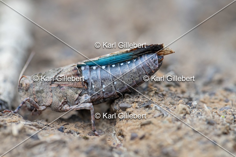 GILLEBERT_karl-Oedipode-turquoise-Oedipoda-caerulescens -0890.jpg