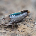 GILLEBERT karl-Oedipode-turquoise-Oedipoda-caerulescens -0890