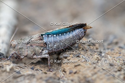 GILLEBERT karl-Oedipode-turquoise-Oedipoda-caerulescens -0890
