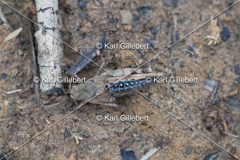 GILLEBERT_karl-Oedipode-turquoise-Oedipoda-caerulescens -0893.jpg