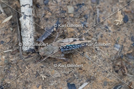 GILLEBERT karl-Oedipode-turquoise-Oedipoda-caerulescens -0893