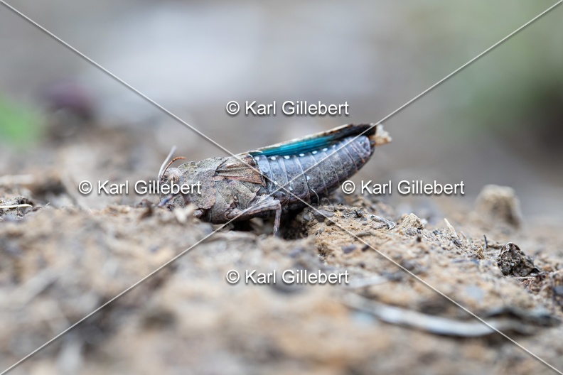 GILLEBERT_karl-Oedipode-turquoise-Oedipoda-caerulescens -0900.jpg