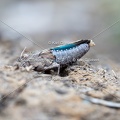 GILLEBERT karl-Oedipode-turquoise-Oedipoda-caerulescens -0900