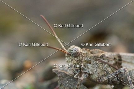 GILLEBERT karl-Oedipode-turquoise-Oedipoda-caerulescens -3352