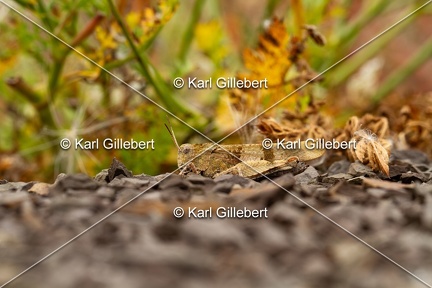 GILLEBERT karl-Oedipode-turquoise-Oedipoda-caerulescens -4608
