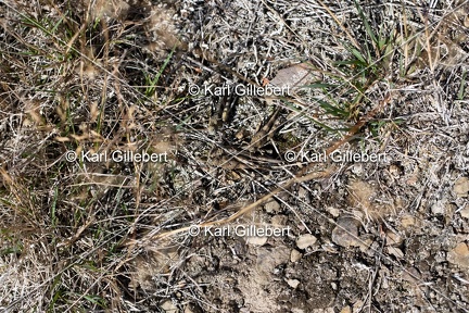 GILLEBERT karl-Oedipode-turquoise-Oedipoda-caerulescens -6257