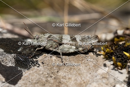 GILLEBERT karl-Oedipode-turquoise-Oedipoda-caerulescens -7627