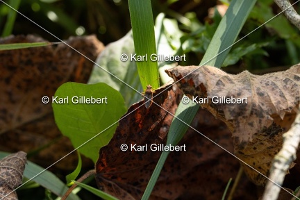 GILLEBERT karl-Rhopale-a-taches-noires-Rhopalus-parumpunctatus-1141