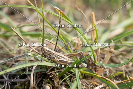 GILLEBERT karl-Criquet-des-Bromes-Euchorthippus-declivus-1510