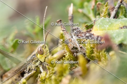 GILLEBERT karl-Criquet-des-Bromes-Euchorthippus-declivus-1603