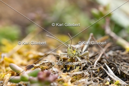 GILLEBERT karl-Criquet-des-Bromes-Euchorthippus-declivus-1632