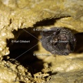 GILLEBERT karl-Murin-a-oreilles-echancrees-Myotis-emarginatus-8563