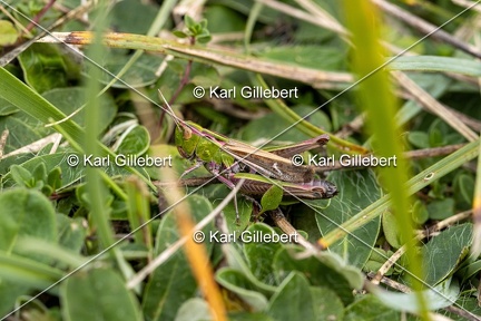 Karl-Gillebert-Stenobothre-commun-Stenobothrus-lineatus-1413