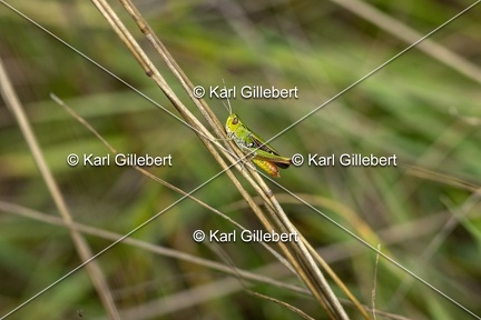 Karl-Gillebert-Stenobothre-commun-Stenobothrus-lineatus-5183