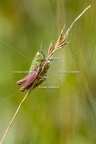 Karl-Gillebert-Stenobothre-commun-Stenobothrus-lineatus-5621