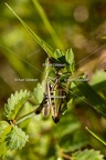 Karl-Gillebert-Stenobothre-commun-Stenobothrus-lineatus-0159