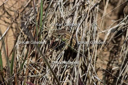 Karl-Gillebert-Lezard-des-souches-Lacerta-agilis-7863