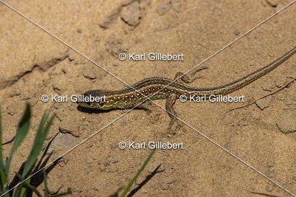 Karl-Gillebert-Lezard-des-souches-Lacerta-agilis-7866