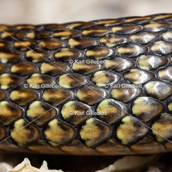 Reptiles