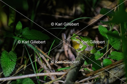 Karl-Gillebert-Rainette-verte-Hyla-arborea-8917