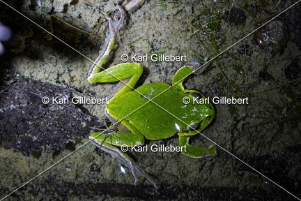 Karl-Gillebert-Rainette-verte-Hyla-arborea-8928